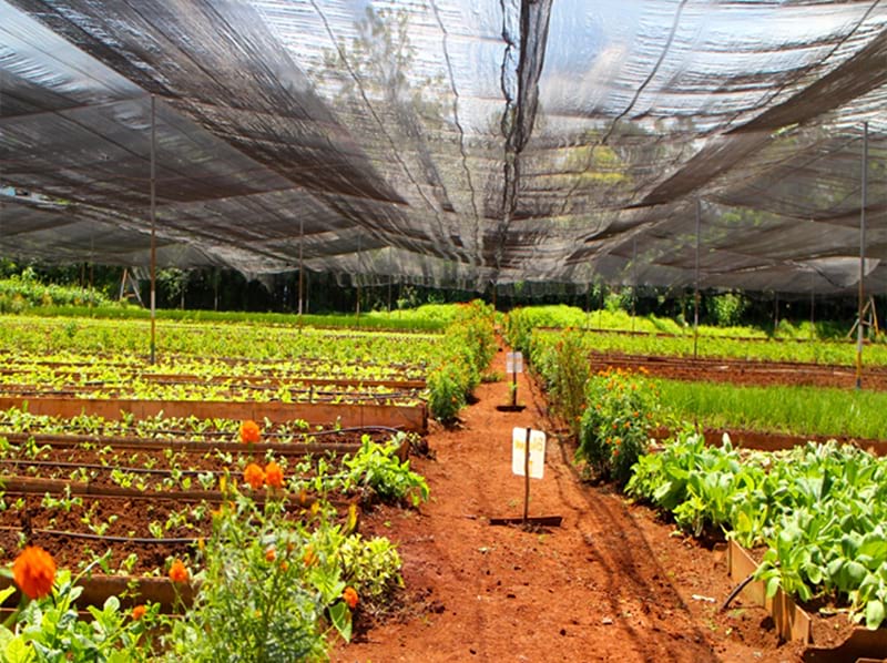 Agriculture