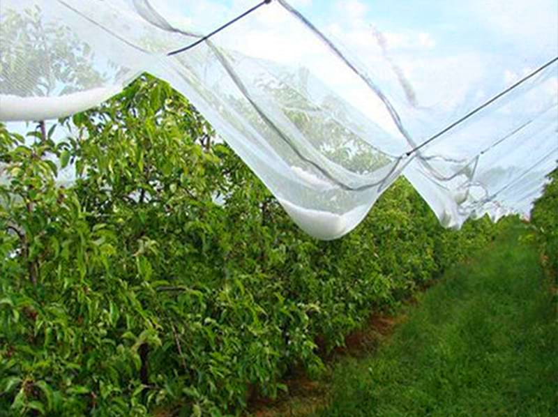 Anti-Insect-Net