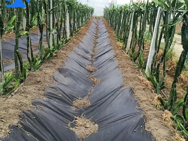 How Ground Cover Fabric Enhances Your Landscaping And Weed Control