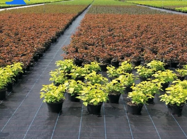 Choosing The Right Ground Cover Fabric for Your Garden: A Complete Guide