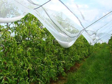 The Role of Shade Nets in Sustainable Agriculture And Urban Gardening